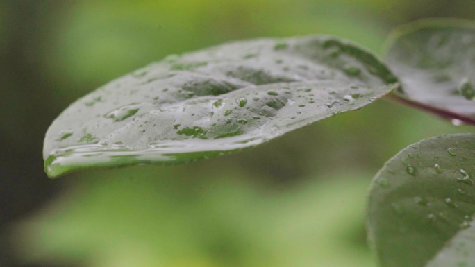 树叶上的雨滴