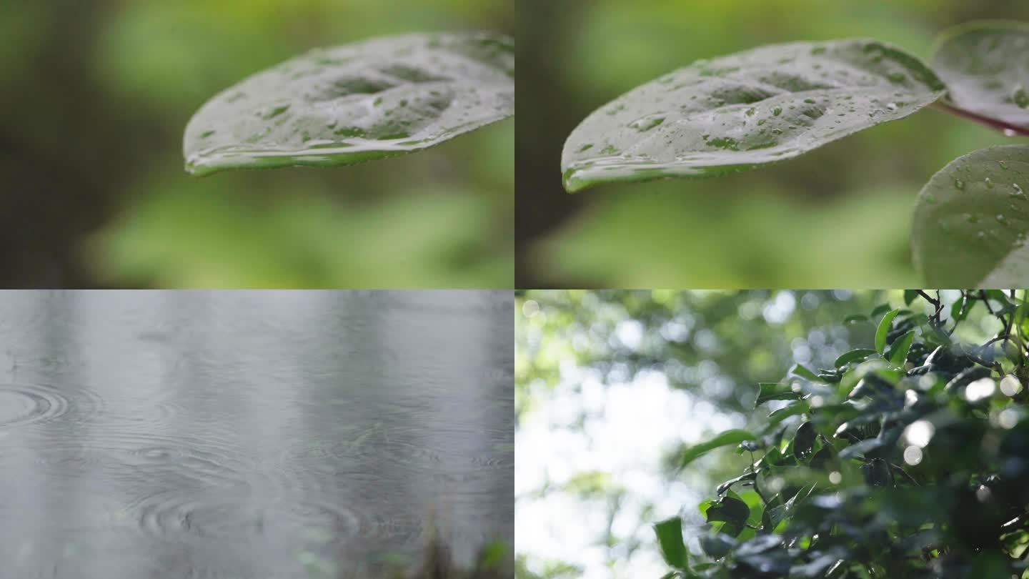 树叶上的雨滴