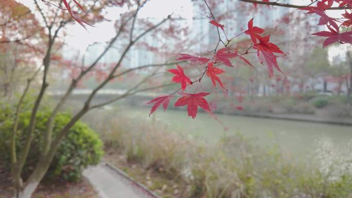 浪漫秋天的色彩 伴随人们生活 欣赏四季美