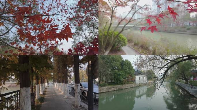 浪漫秋天的色彩 伴随人们生活 欣赏四季美