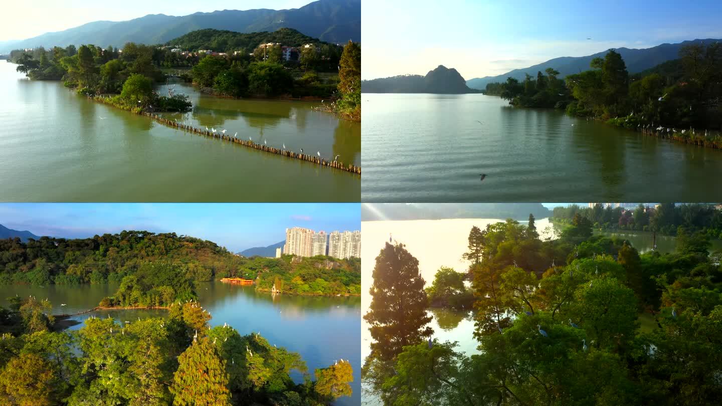 白鹭鸟 仙女湖 湿地公园