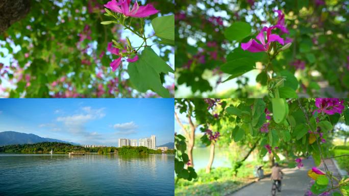 紫荆花 仙女湖 湿地公园