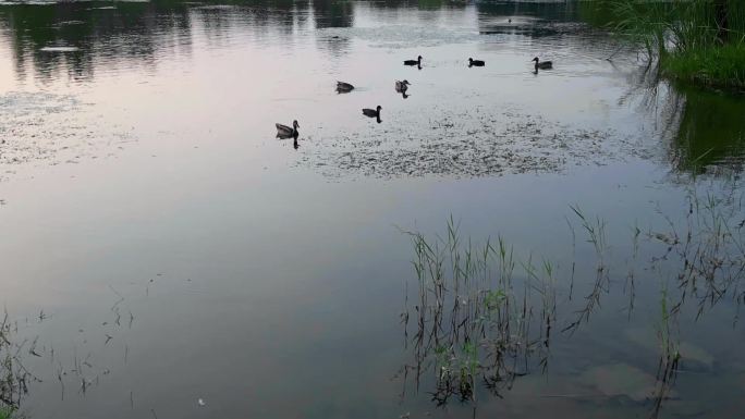 湿地水鸭