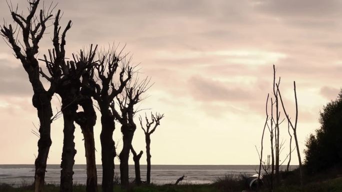 裸露的树枝轮廓映衬着移动的云的动态运动，创造了一个艺术和喜怒无常的概念。沿海地区有树木。