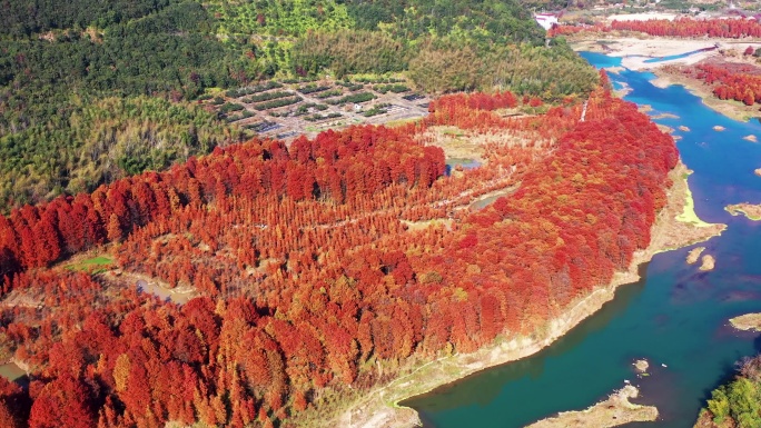 临海市，小芝红杉林