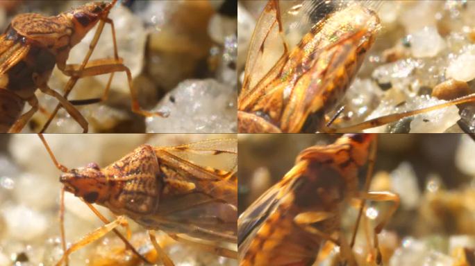 昆虫 水生生物 害虫 生物  微观动物