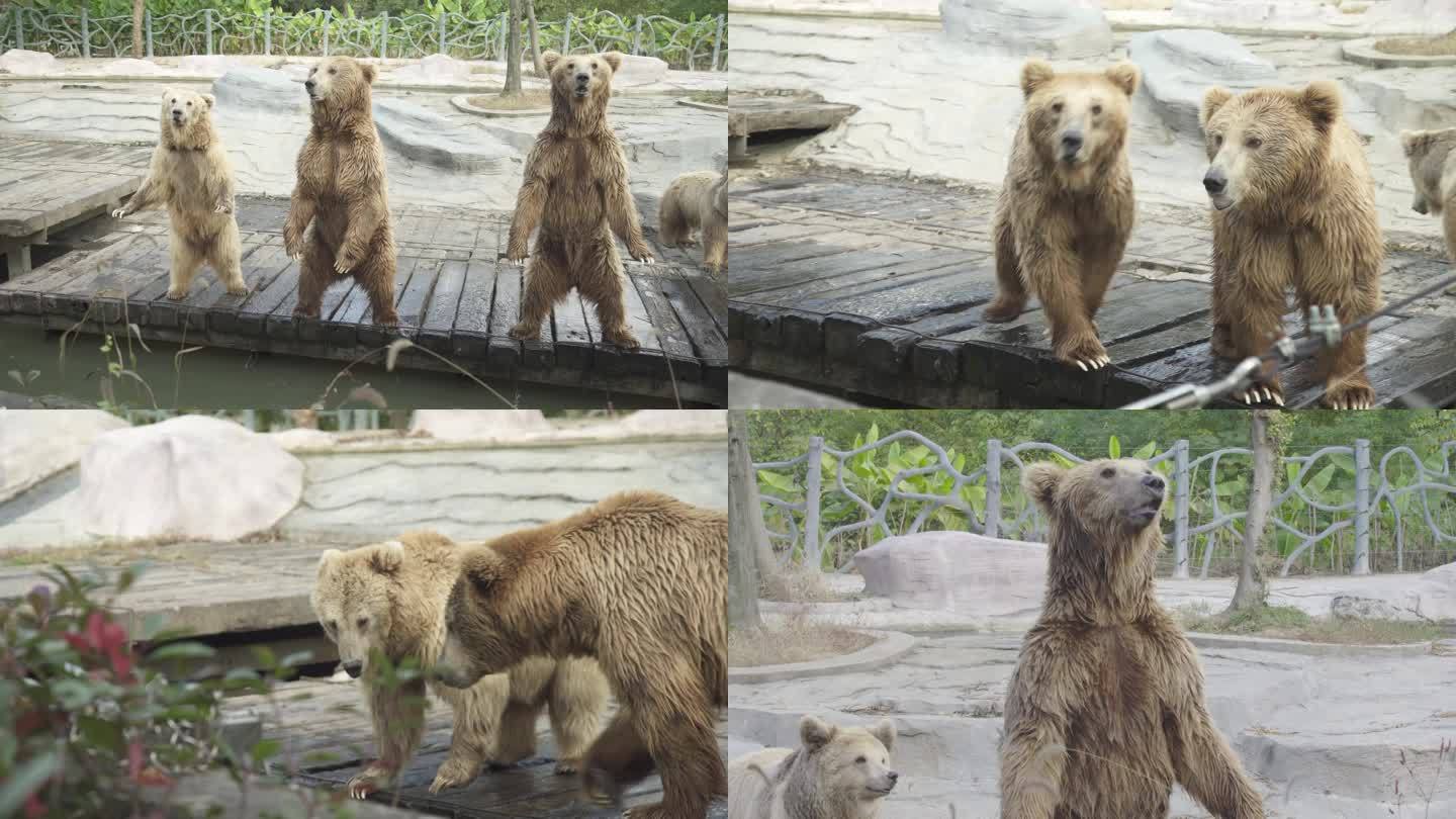 动物园熊
