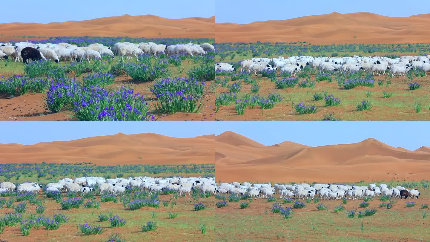 沙漠 湿地 羊群 马莲花