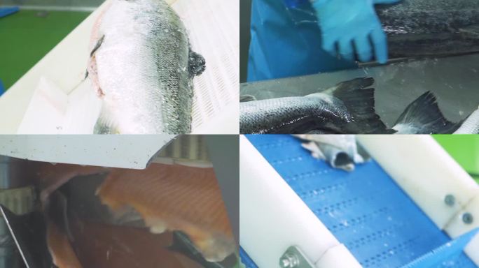 三文鱼生产