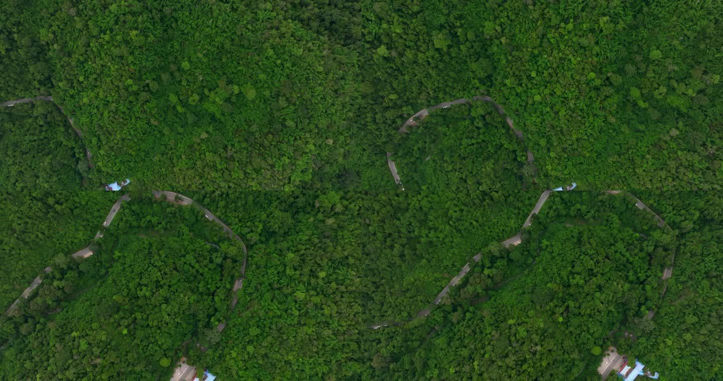 热带雨林 公路 航拍