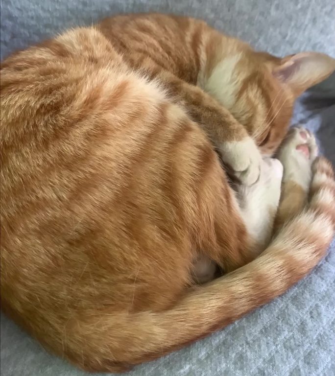 橘猫白天休息打呼噜