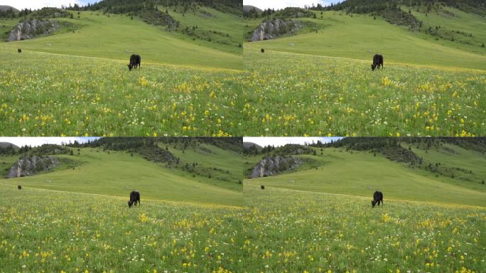 甘孜州理塘县草场花开草原马儿