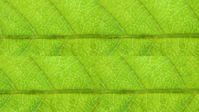 叶表面细胞结构视图显示植物细胞教育。植物或树的绿叶与纹理和模式接近。绿叶纹理特写有机植物与叶脉性质。