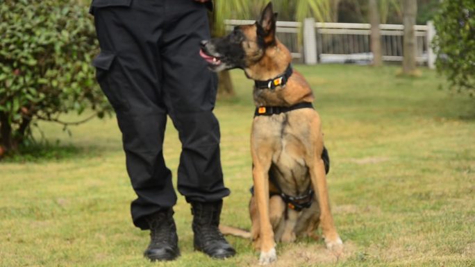 警犬的查缉毒品训练