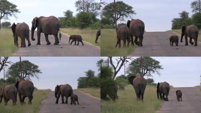 克鲁格国家公园，大象带着小象穿过柏油路。锅离开