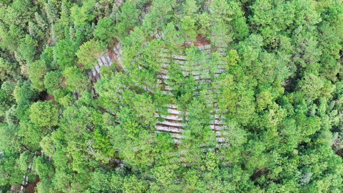 中草药林下经济种植业