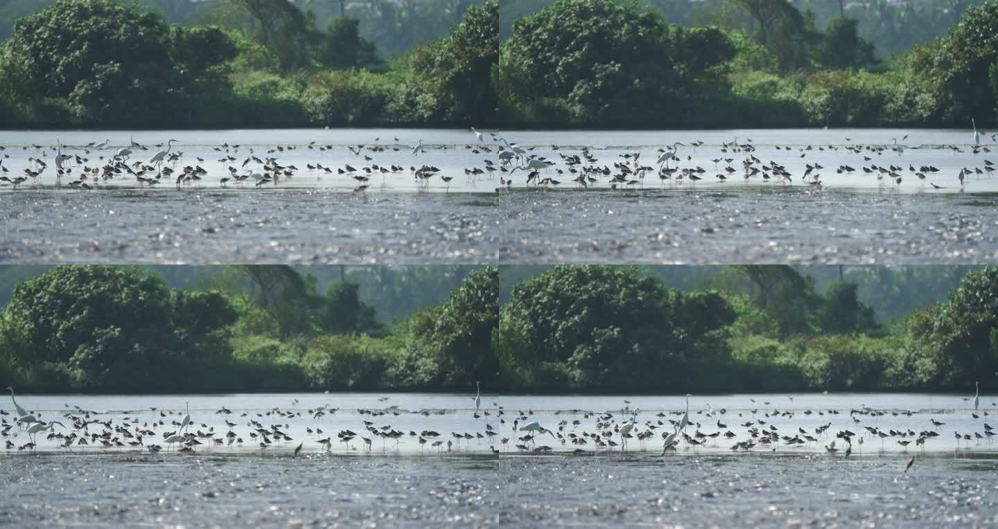 湿地水鸟群
