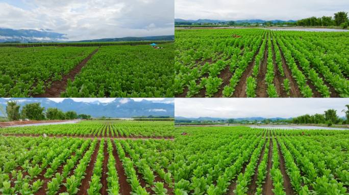 乡下农村农业基地农田地里农作物雪茄烟