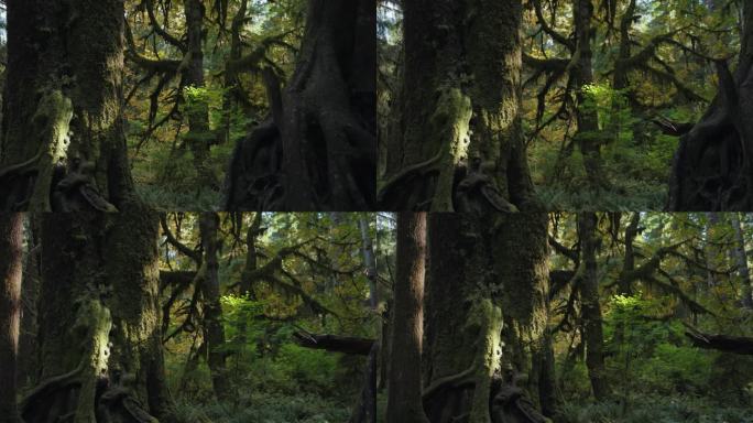 美国华盛顿奥林匹克国家公园Hoh雨林中长满苔藓和灌木的树木
