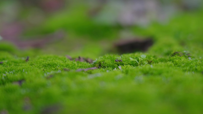唯美苔藓青苔蚂蚁微生物微生态微观世界