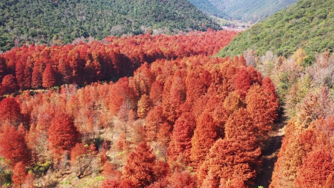 临海市，桐坑红杉林