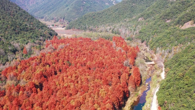 临海市，桐坑红杉林