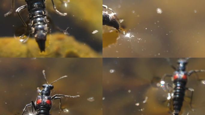 昆虫 水生生物 害虫 生物  微观动物