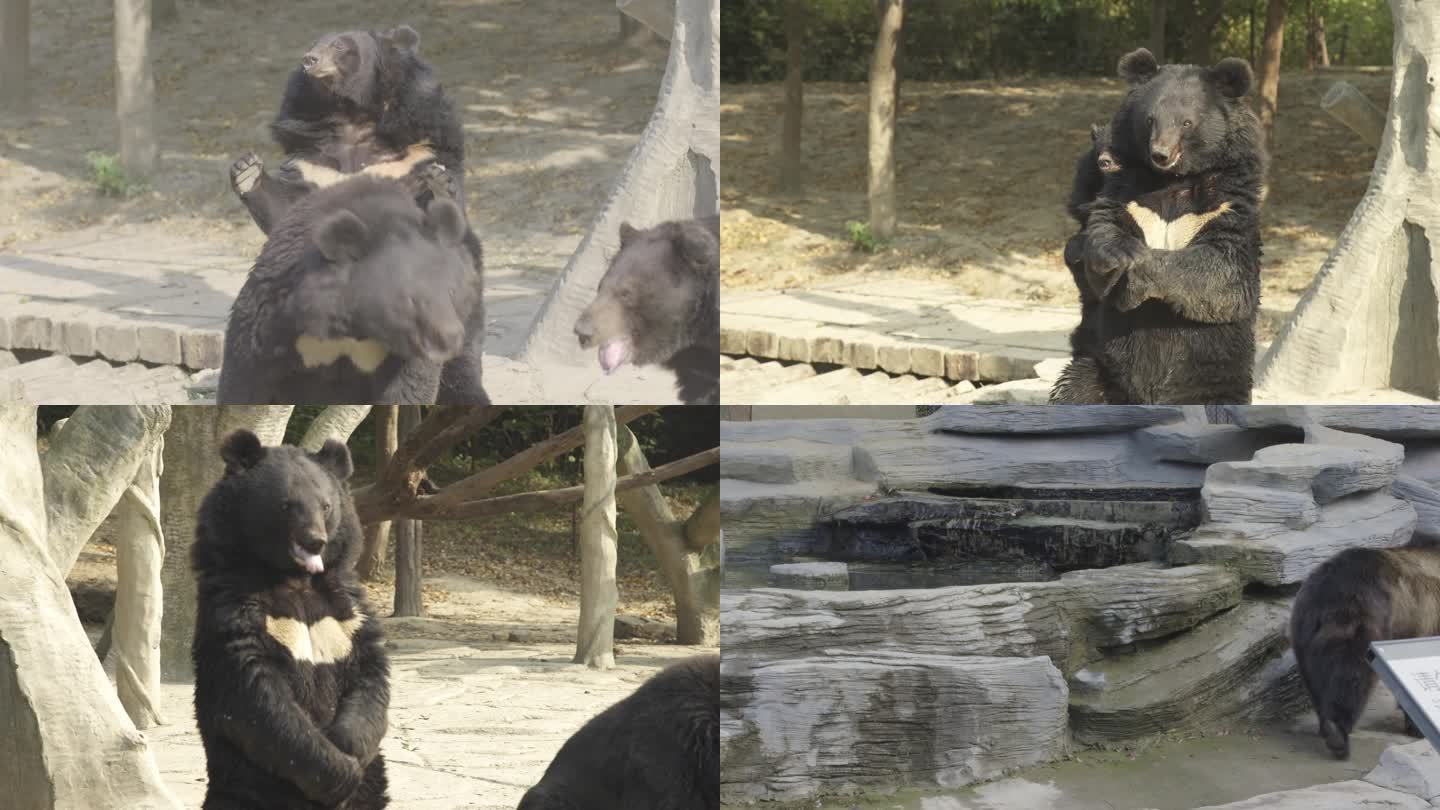动物园的黑熊
