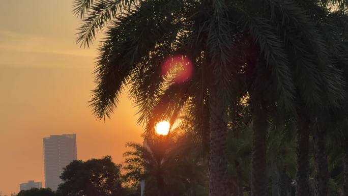 城市夕阳唯美风景日落黄昏晚霞阳光树叶日出