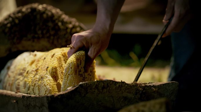 椴树蜜 树洞蜜 树桶蜂蜜 蜂蜜 收割蜂蜜