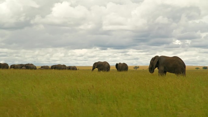 大象在非洲森林茂密的草地上吃草的镜头。坦桑尼亚大草原上成群的厚皮动物