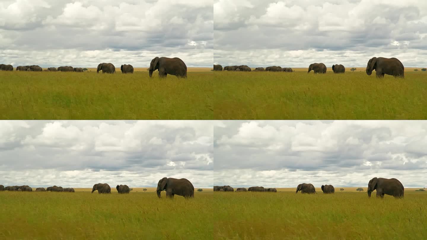 大象在非洲森林茂密的草地上吃草的镜头。坦桑尼亚大草原上成群的厚皮动物