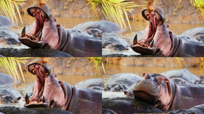 一只河马在河中张开它的大嘴，周围是一群同伴。在塞伦盖蒂国家公园，一头宽下巴的河马露出了它可怕的大嘴