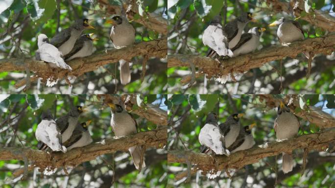 成年喧闹的矿鸟用慢动作喂雏鸟，然后飞走