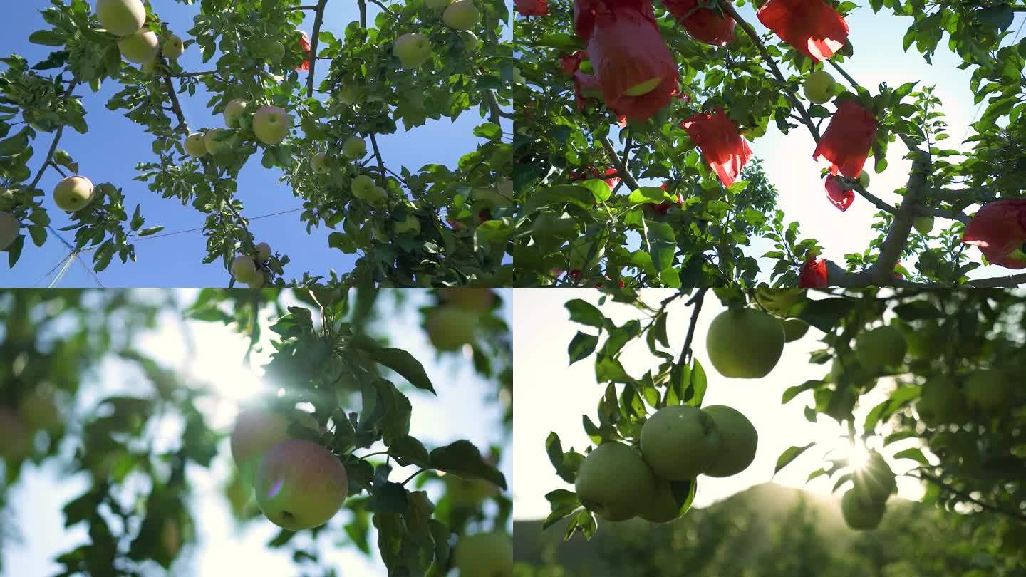 苹果果园丰收辽宁锦州有光泽的苹果