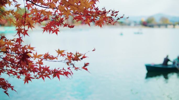 红红的枫叶林在岚山，人们喜欢扬帆出海