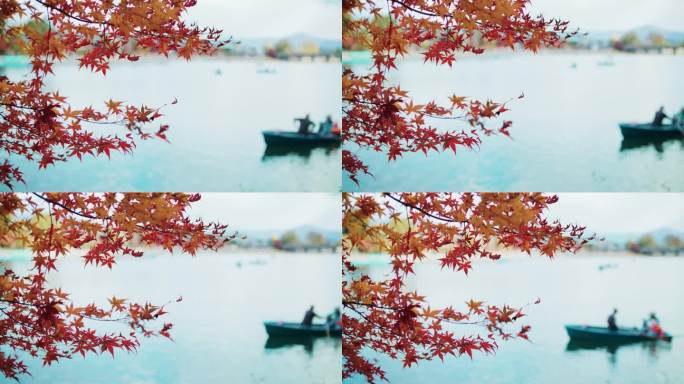 红红的枫叶林在岚山，人们喜欢扬帆出海