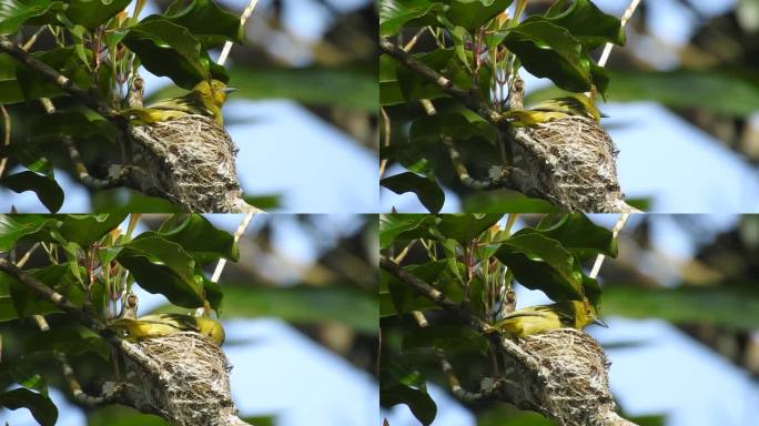 一只可爱的小黄鸟叫小黄鸟，它在窝里受煎熬，然后飞走了
