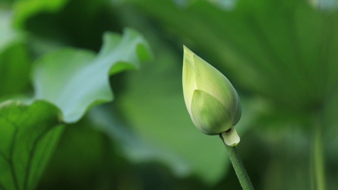 大明湖荷花