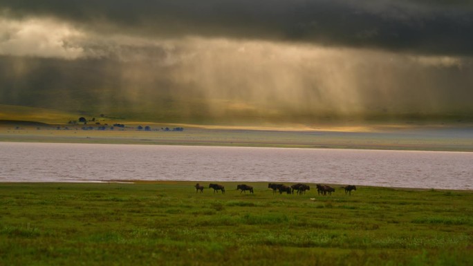 一群角马自由地探索着翠绿的河岸。在坦桑尼亚的绿色河边漫步的一群gnus