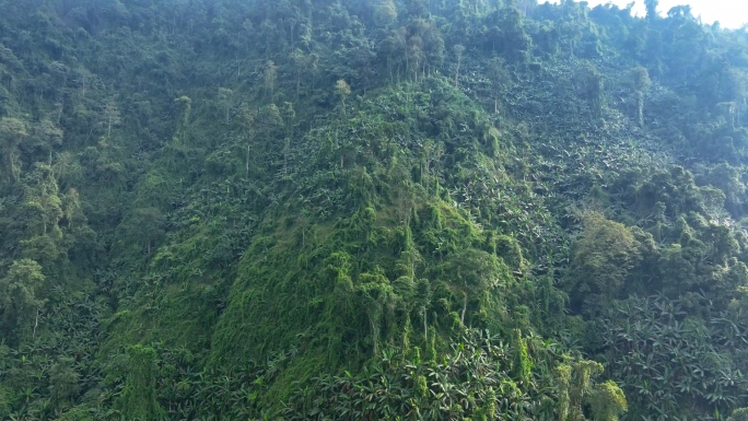 高山原始森林