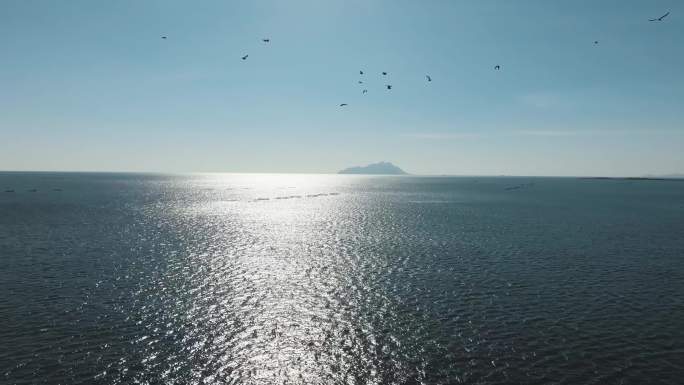 大海海鸥海面飞翔