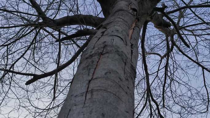 枯树干涸冬天树干树枝视频实拍自然植物枯树