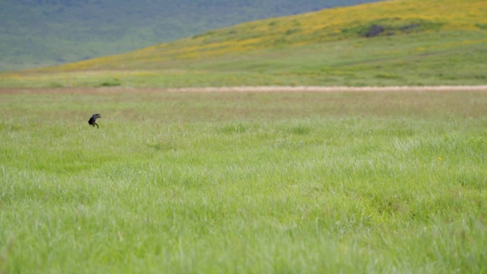 深色羽毛的鸟儿优雅地翻滚在坦桑尼亚的绿色广阔的风景。鸟儿在翠绿的草地上翻筋斗