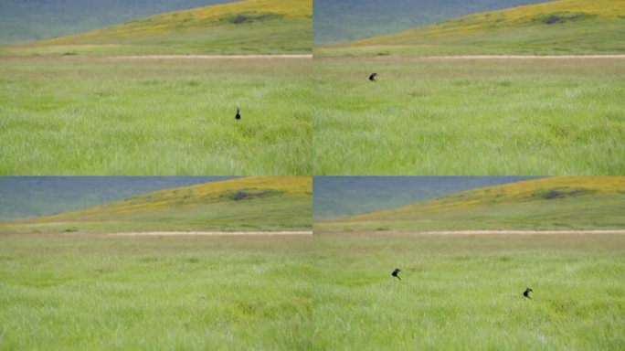 深色羽毛的鸟儿优雅地翻滚在坦桑尼亚的绿色广阔的风景。鸟儿在翠绿的草地上翻筋斗