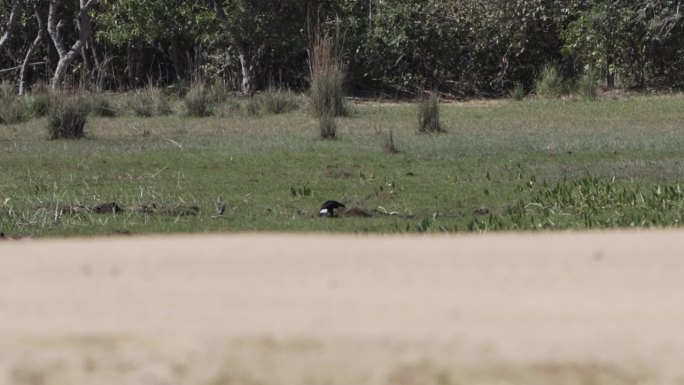 托科巨嘴鸟，Ramphastos Toco，在巴西波尔图Jofre附近的潘塔纳尔沼泽区一个养牛场的草