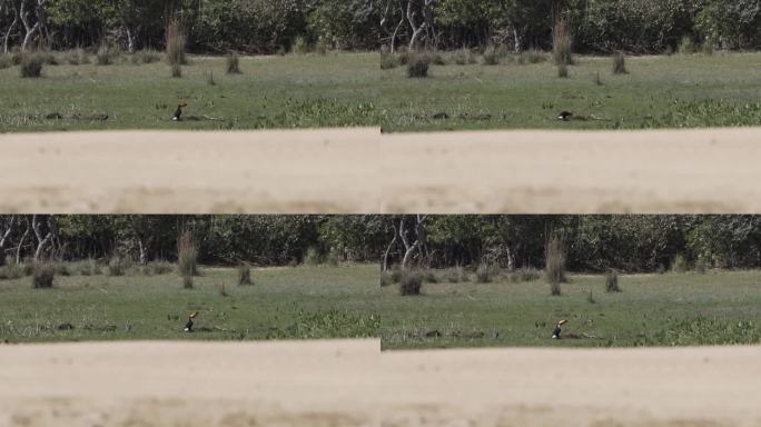 托科巨嘴鸟，Ramphastos Toco，在巴西波尔图Jofre附近的潘塔纳尔沼泽区一个养牛场的草