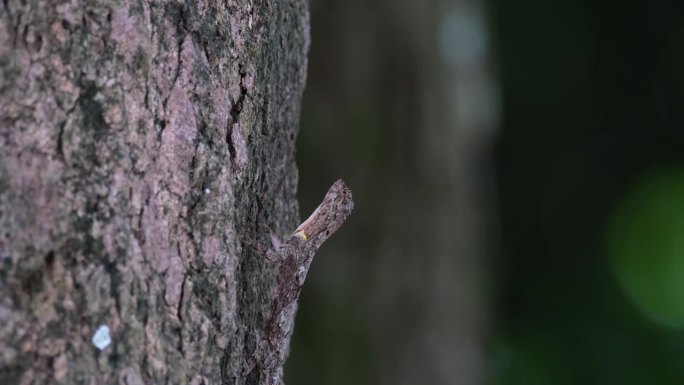 泰国斑点飞龙(斑点飞龙)在树皮上伪装时，抬起头，然后突然倾斜