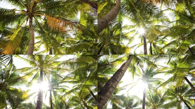 棕榈树，阳光明媚的海滩岛。开车在棕榈树下抬头看POV相机路过的太阳。