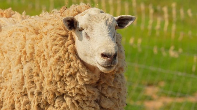可爱的绵羊在乡村农场田野乡村。特写镜头里可爱毛茸茸的小羊，看着镜头，慢动作的动物肖像。畜牧业，环境，